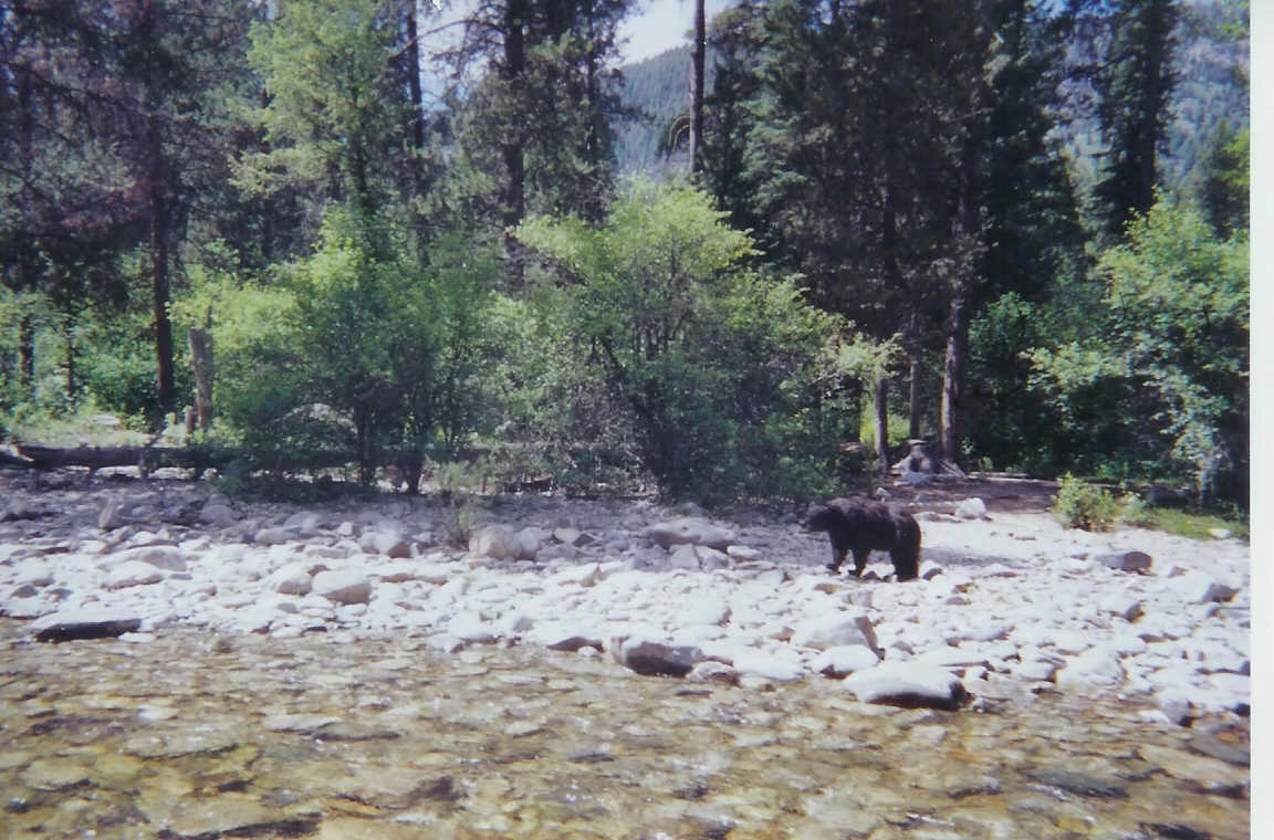 bear MF at Scout Camp