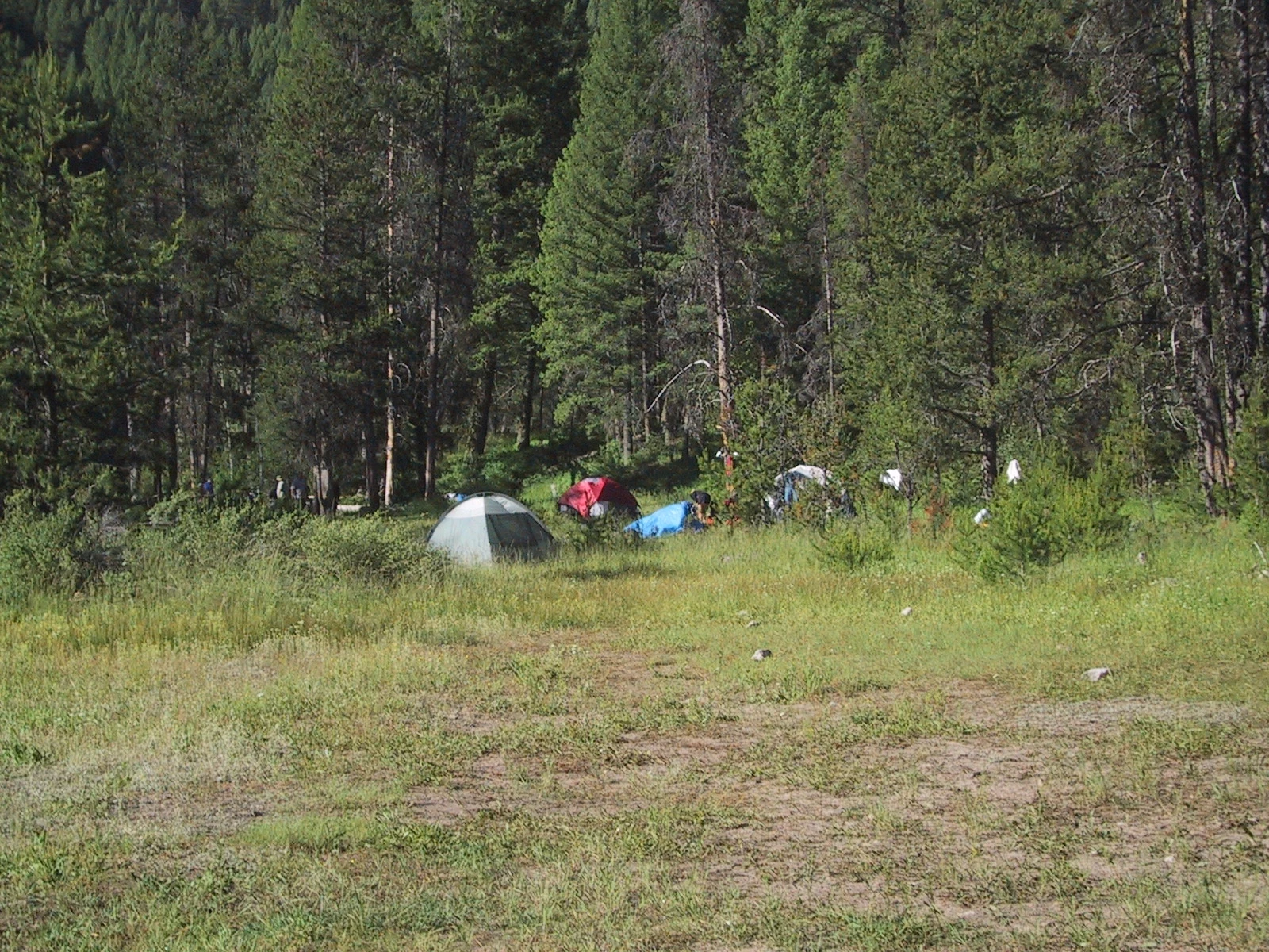 MF Sheepeater Meadow tents I